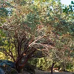 Manzanita Rest